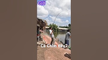 Cá Chim 6k2 (Hồ Câu Trí Mập) loại này còn bé nha anh em