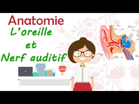 Vidéo: Anatomie, Fonction Et Santé De L'oreille Interne
