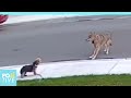 Little “guardian angel” defends its friend from a coyote | Positive