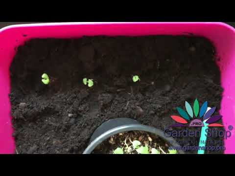 Video: Kdy zasadit mátová semínka – tipy pro výsev mátových semínek v zahradách