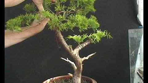 Chinese Juniper styling.wmv