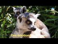 Vidéo: Zoo d'Asson, Asson 