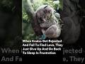 Why Koalas Sleep So Much — The Truth Behind the Meme | Fact Check