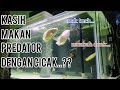 Memberi makan ikan predator dengan cicak || sekali lahap langsung kelarr tuh cicak