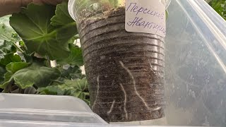 видео: Пеларгонии в декабре. Результат укоренения в ноябре картинка: Пеларгонии в декабре. Результат укоренения в ноябре