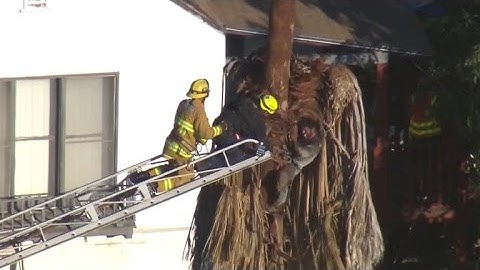 Tree trimmer rescued from palm tree