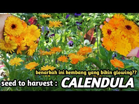 Video: Marigold Dan Calendula Perbezaan: Adakah Marigold Dan Calendula Sama