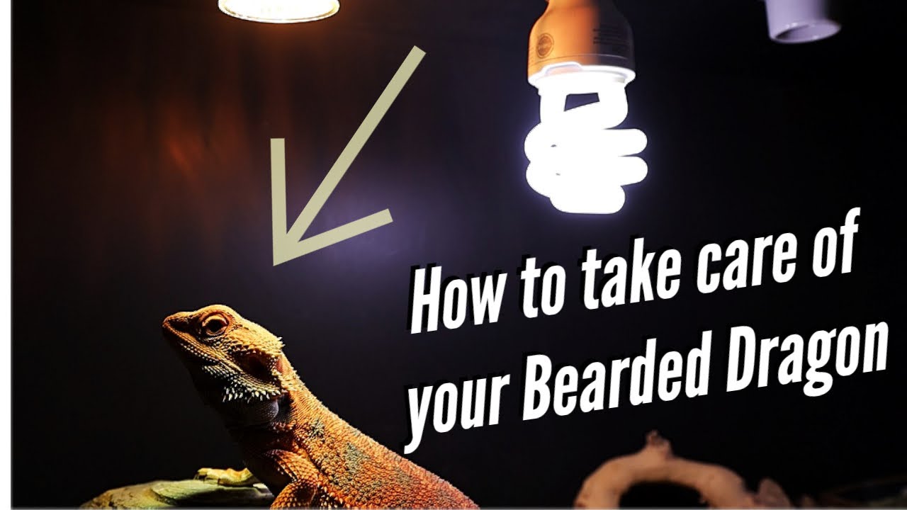 What is the best Best Beginner Reptile?! - YouTube