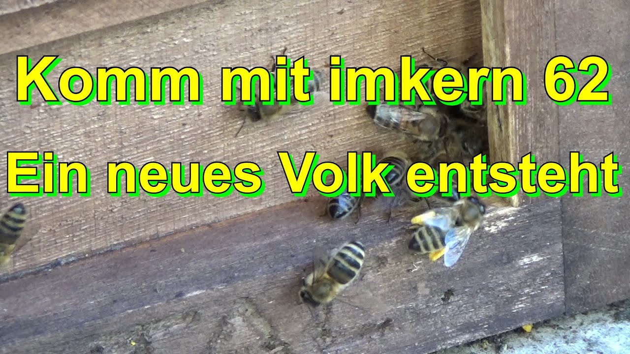 Komm mit imkern 62 (27, Ein #neues #Volk entsteht?-1)