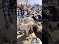 “Are these kids meant to be eaten?” 🐐💔