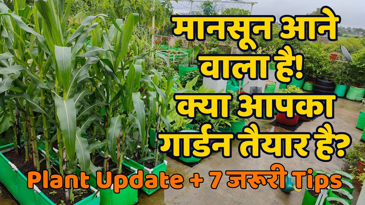 मानसून आने से पहले मैंने गार्डन में किए ये काम — देखो क्या हुआ | Terrace Garden Update Hindi