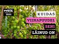 Kuidas viinapuudel seni linud on  roheline maja  vlog 2022