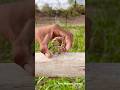 Super Simple knot!