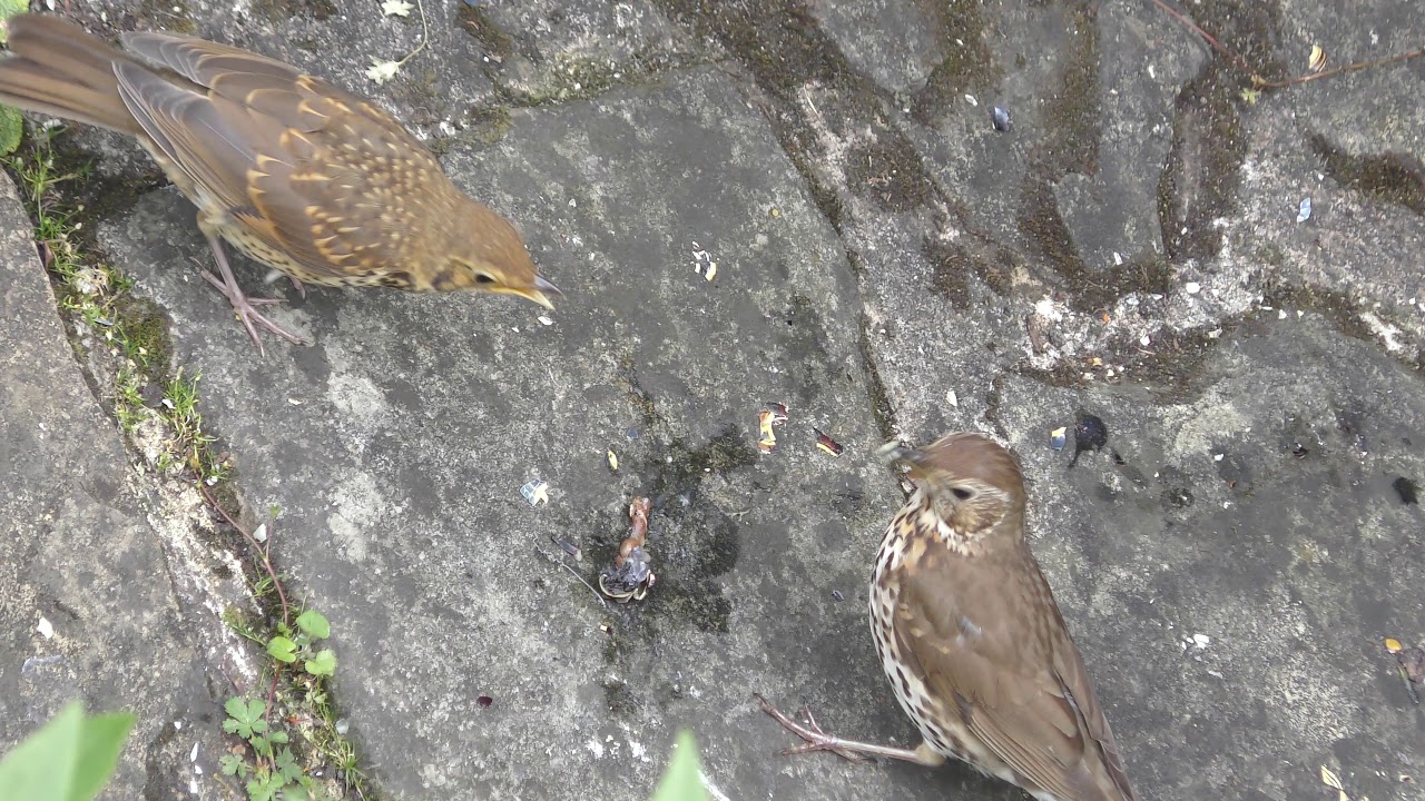 airshow schedule share Adult Song Thrush bird feeds a snail to its Fledgling baby in Cambridge UK 4jul19 535p