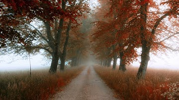 صوت يريح الاعصاب ويهدي القلوب | روائع التلاوات يوسف الصقير- سورة القلم