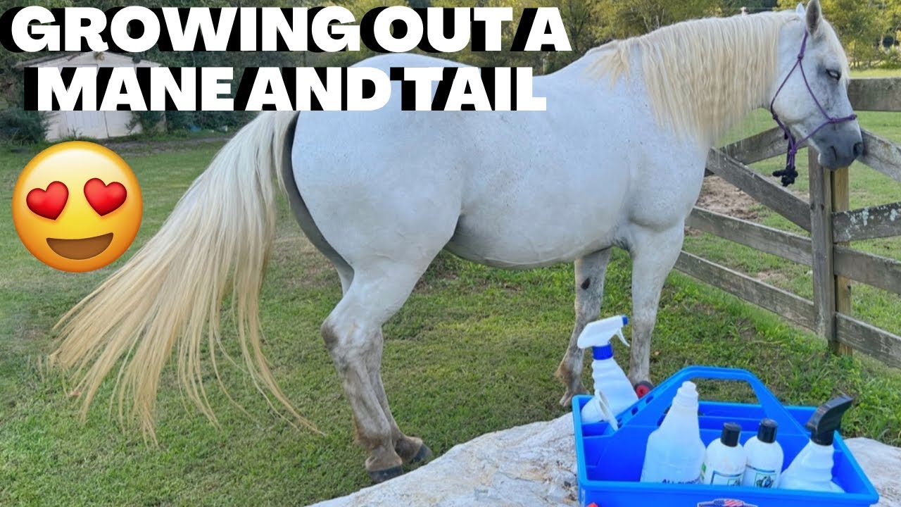 How to Care for a Mane and Tail - Horse Illustrated