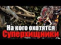 НА КОГО ЕЩЕ ОХОТИЛИСЬ СУПЕРХИЩНИКИ КРОМЕ ЛЮДЕЙ | ХИЩНИКИ 2010