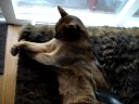 Hoe je een kat stofzuigt