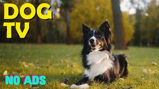12 HOURS Dog TV for Dogs to Watch 🐶 🤍 Soothing Music for Relaxation, Comfort & Quiet Time