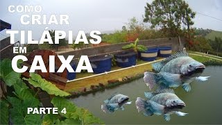 COMO CRIAR TILÁPIAS EM CAIXA D`ÁGUA PARTE 4