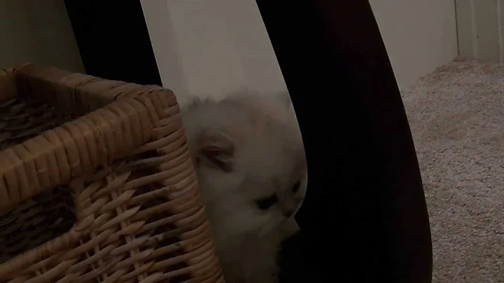 Video 562821: chinchilla silver persian kitten, persians cfa kitten, male silver persian kitten, cat