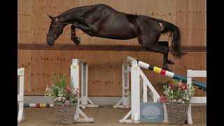 Cocolilly NN (jumping)