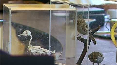 GPTV: stadsvogels in de tuin