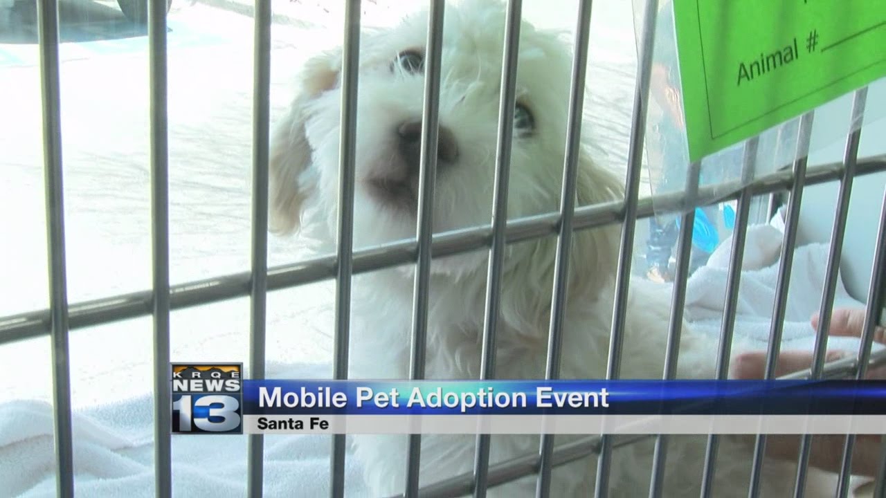 Santapi Animal Santa Fe Animal Shelter hosts adoption event on National Puppy Day ...