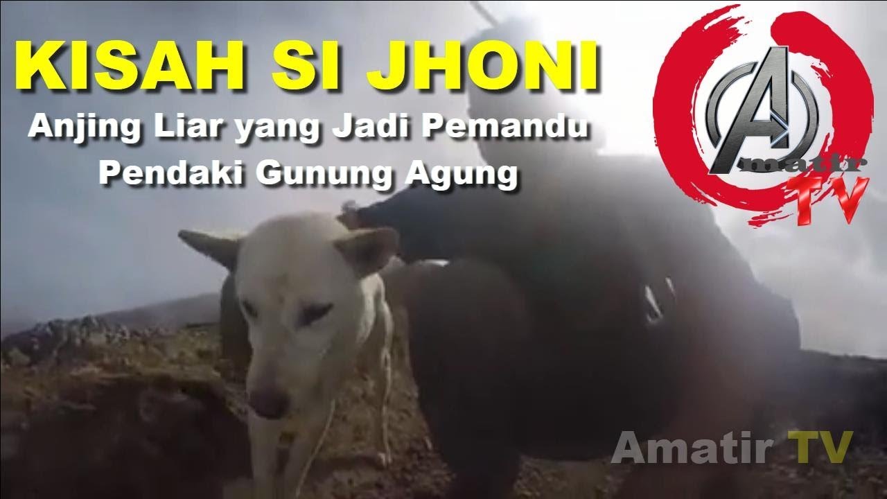 Kisah Si Jhoni Anjing Liar Yang Jadi Pemandu Pendaki Gunung Agung