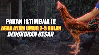 Pakan Ayam Umur 2-5 Bulan Agar Cepat Besar
