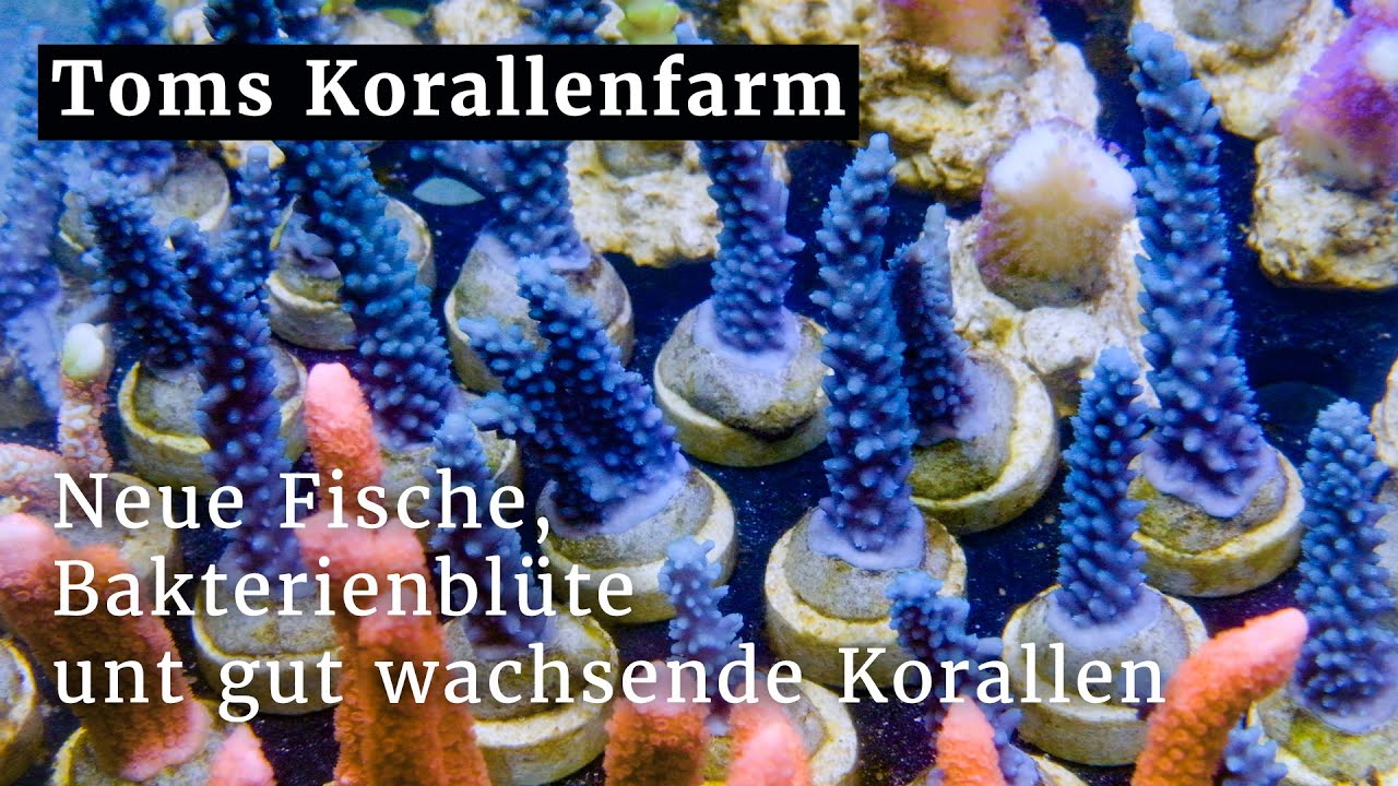 Update von meiner Korallenzucht Neue Fische, Bakterienblüte und gut