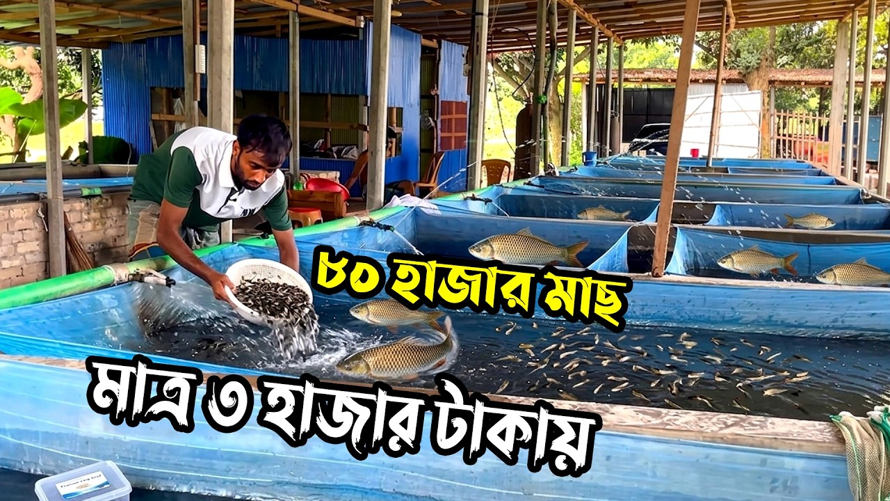 সব কোয়ালিটির ধানী পোনা মাছ কোথায় পাবো ও দাম কত | ৩ হাজার টাকায় ৮০ হাজার মাছ | Nil Bangla Krishi
