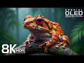 Epic Wild Animals Documentary 🦁 Scenic Wildlife in Dolby Vision HDR 4K 120FPS Ultra HD
