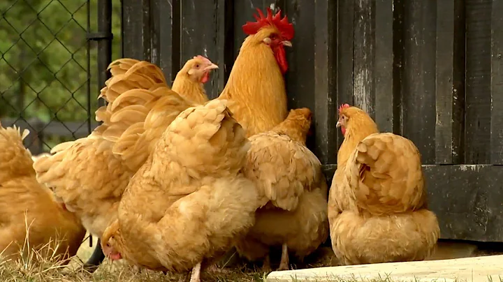 Raising Golden Boy Roosters | Farm Raised With P. ...