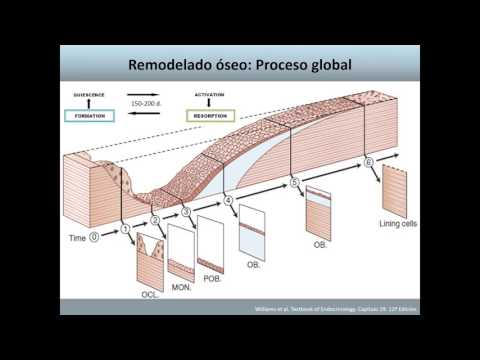 Vídeo: Siglec-15: Un Potencial Regulador De La Osteoporosis, El Cáncer Y Las Enfermedades Infecciosas