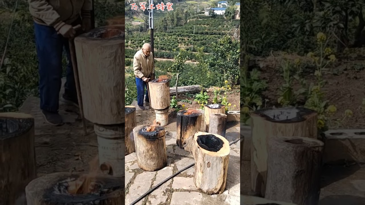 "Ancient Bee Palaces – How Farmers Harvest Wild Honey":