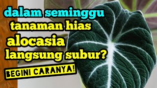 dalam  seminggu tanaman hias alocasia langsung subur? begini caranya!