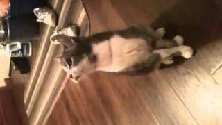 Cat chasing string # 2
