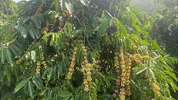 Bán lô đất cà phê xen tiêu nguồn thu nhập mạnh ôm đường bê tông có ao cá to dt:2.3 ha