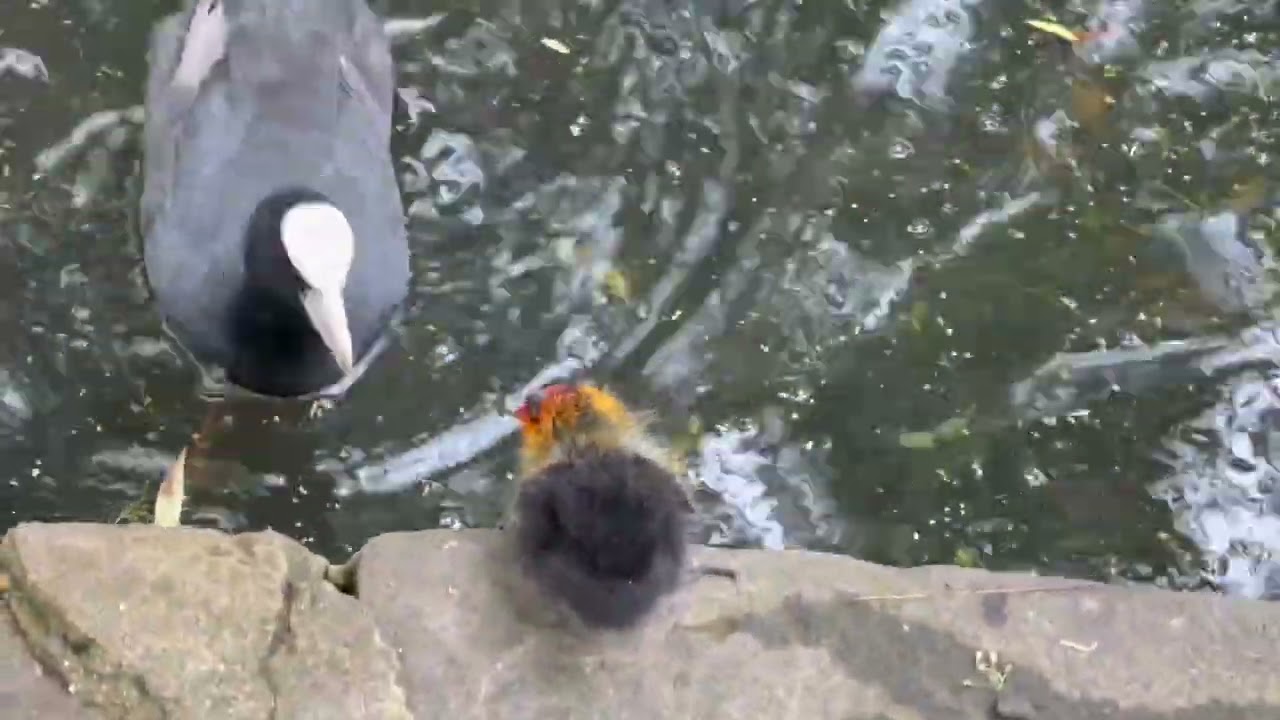 TINY BABY COOTS GRADUATION DAY,SWIMMING +DIVING OFF THE LAKE SIDE WITH MA+PA
