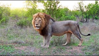 Kruger Park, Season 10 (French), documentary on 2 male lions and other dangerous African animals.