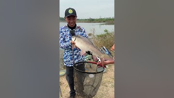 Trôi cán củ - hồ bán tự nhiên - Duy Tiên - Hà Nam