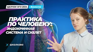 Щелчок к ОГЭ 2024 | Практика по человеку: эндокринная система и скелет