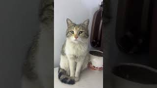 Cat #amêdîyê #nature #bestkurdishdancemusic #travel #germany #edms #mountains #uk #sunset #edm