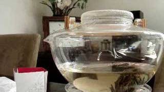 Chinas Secret Jasmine Flower Tea