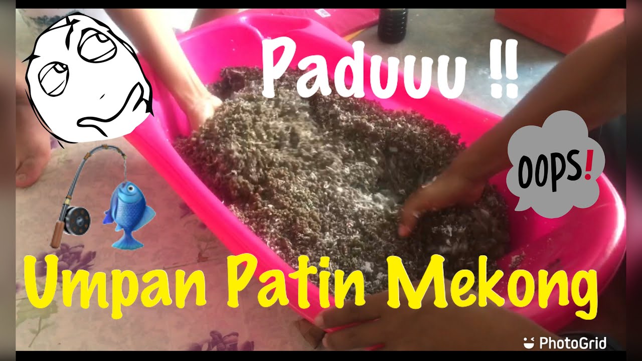 Cara buat UMPAN Patin MEKONG Padu !!! Perap 1-2 hari saja dah ON