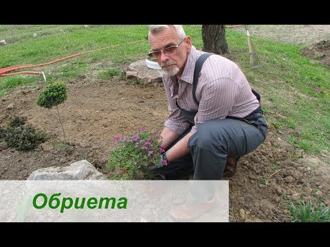 Video: Aubrieta (65 Fotot): Mitmeaastased Lühendid. Lillede Istutamine Ja Nende Eest Hoolitsemine. Kasvab Seemnetest. Kuidas Istutada õues?