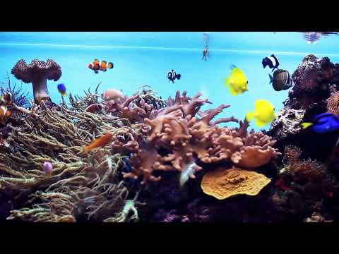 Video: Kako Napraviti Vodu U Morskom Akvariju