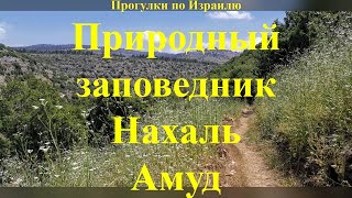 Прогулки по Израилю. Природный заповедник Нахаль Амуд. 4 мая 2024 г.