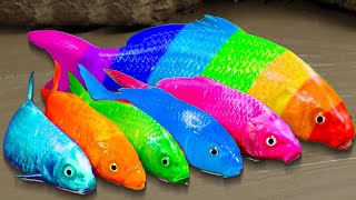 Stop Motion ASMR | Police koi hunting thief is rainbow koi fish | Golden crocodile and magic fish
